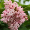 Perlenflieder 30-40cm - Syringa Swegiflexa -Tom 's Orchard Syringaswegiflexa