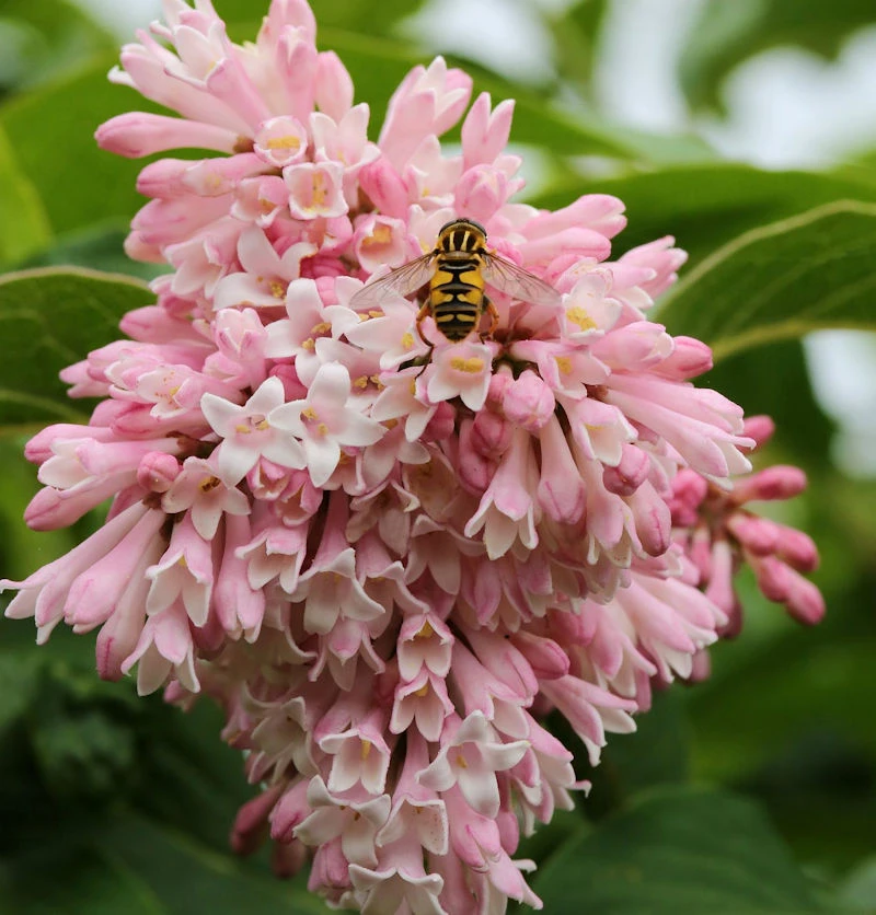 Perlenflieder 30-40cm - Syringa Swegiflexa 3 Perlenflieder 30-40cm - Syringa Swegiflexa