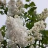 Edelflieder Souvenir Alice Harding - Kircher-Collection 40-60cm - Syringa Vulgaris 2 Edelflieder Souvenir Alice Harding - Kircher-Collection 40-60cm - Syringa Vulgaris -Tom 's Orchard SyringavulgarisSouvenirAliceHarding 1