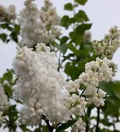 Edelflieder Souvenir Alice Harding - Kircher-Collection 40-60cm - Syringa Vulgaris