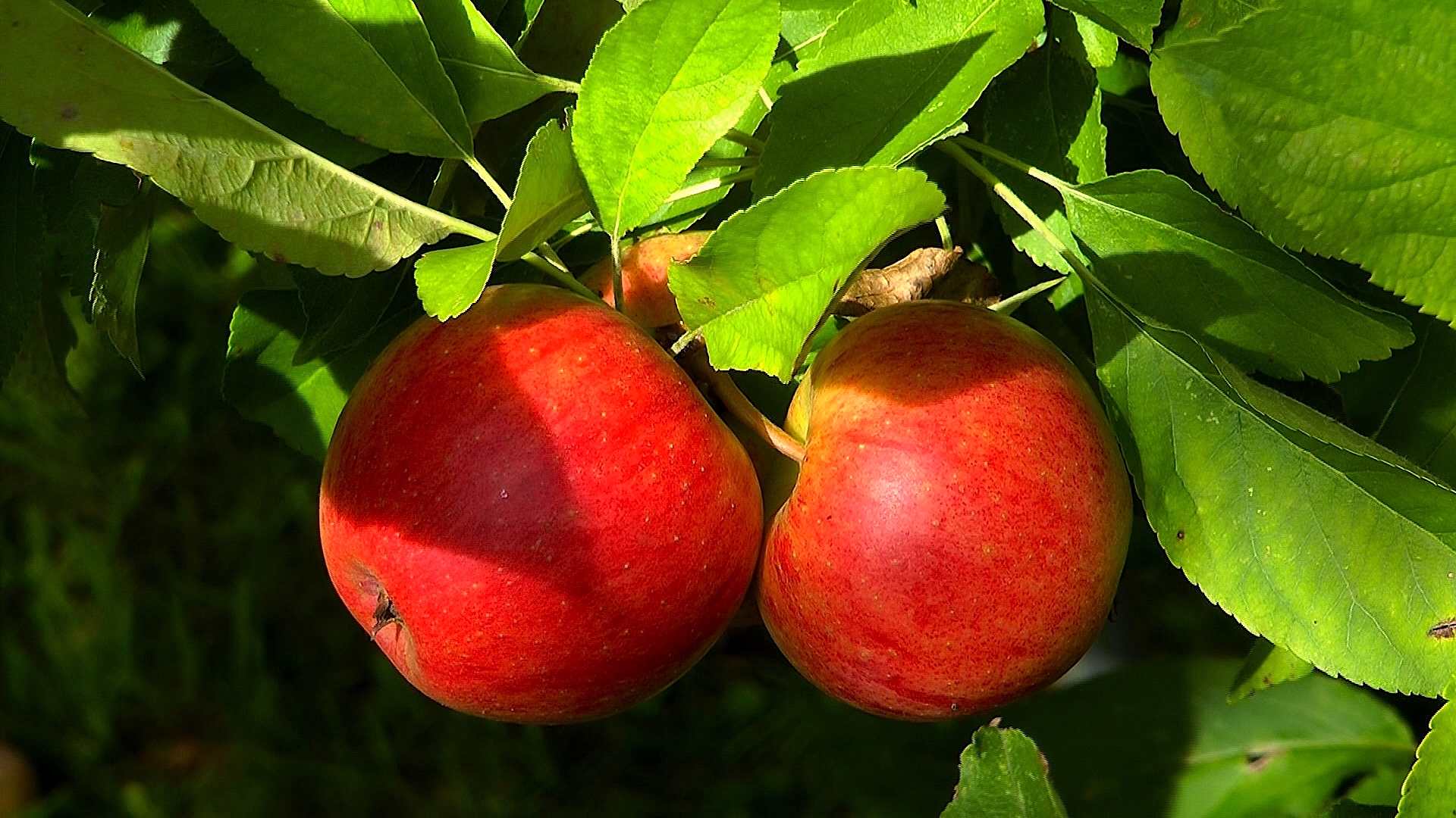 Tom's Orchard 2 Tom's Orchard -Tom 's Orchard akb apfel frucht