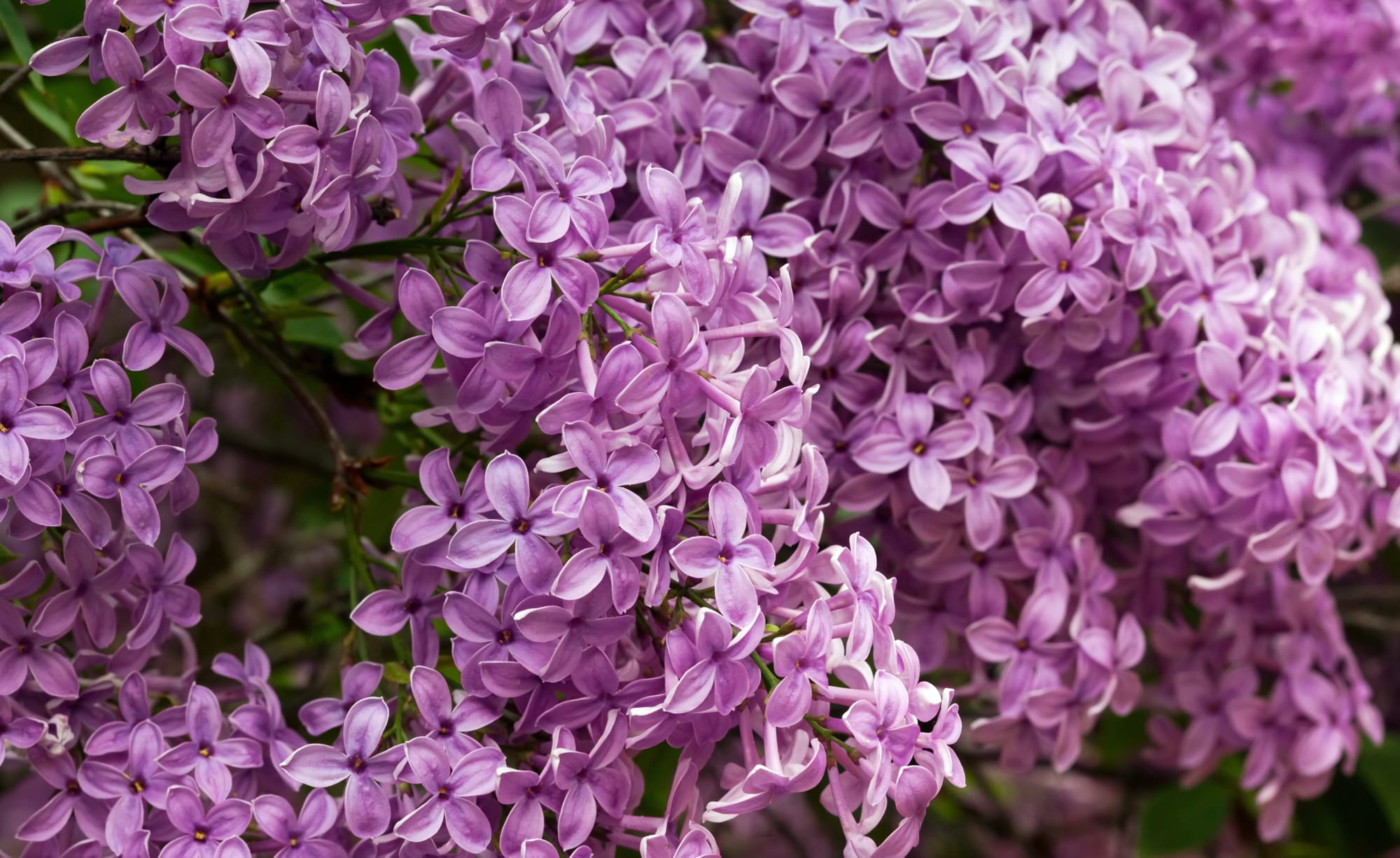 Tom's Orchard -Tom 's Orchard flieder syringa blueten giftig 617386820 istock min